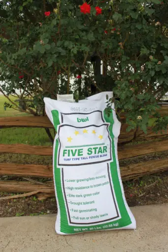 Five Star Fescue
